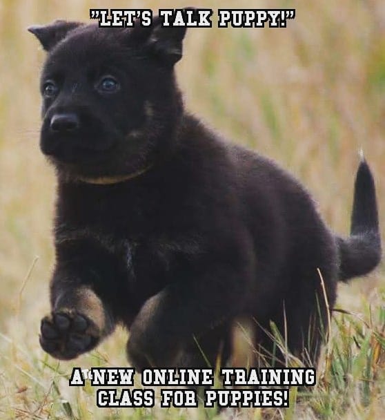 Let’s Talk Puppy Training!